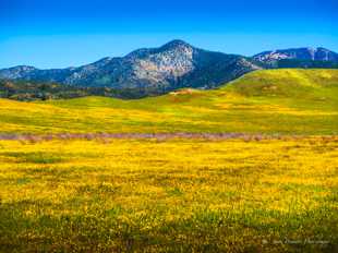 Warner Valley Wildflowers-0421.jpg